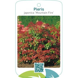 Pieris japonica ‘Mountain Fire’