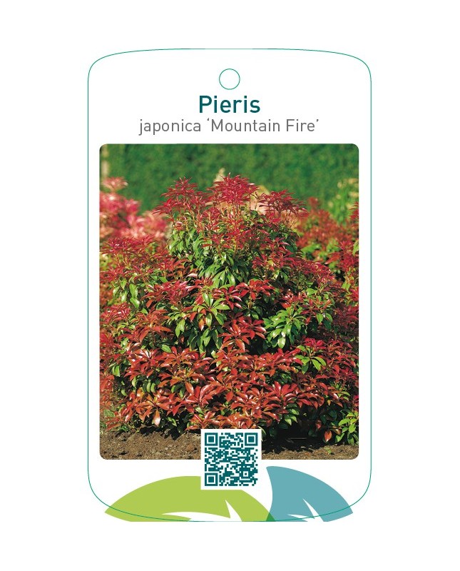 Pieris japonica ‘Mountain Fire’