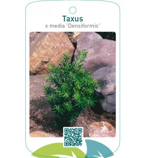 Taxus media ‘Densiformis’
