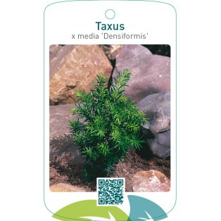 Taxus media ‘Densiformis’