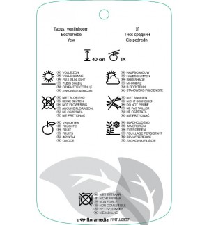 Etichette di Taxus media ‘dinsiformis’ *