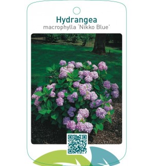 Hydrangea macrophylla ‘Nikko Blue’