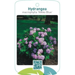 Hydrangea macrophylla ‘Nikko Blue’