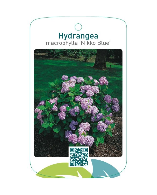 Hydrangea macrophylla ‘Nikko Blue’