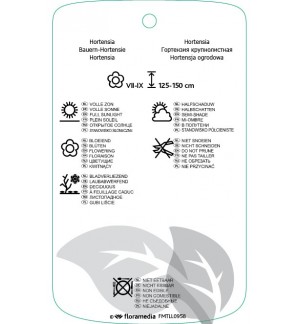Etichette di Hydrangea macrophylla ‘Nikko Blue’ *