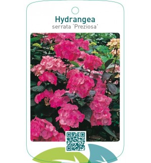 Hydrangea serrata ‘Preziosa’