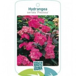 Hydrangea serrata ‘Preziosa’