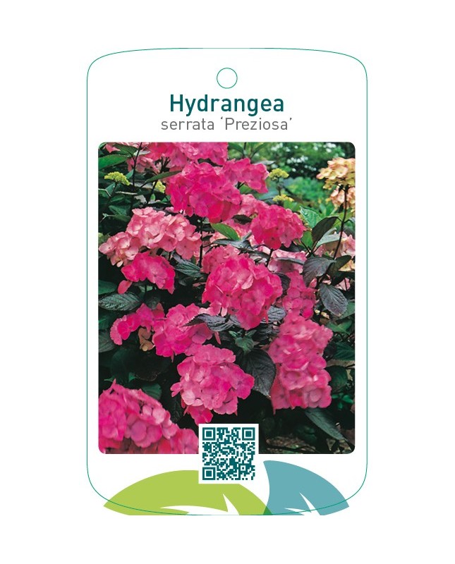 Hydrangea serrata ‘Preziosa’