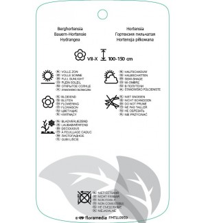 Etichette di Hydrangea serrata ‘Preziosa’ *