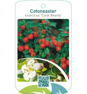 Cotoneaster xsuecicus ‘Coral Beauty’