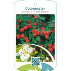 Cotoneaster xsuecicus ‘Coral Beauty’