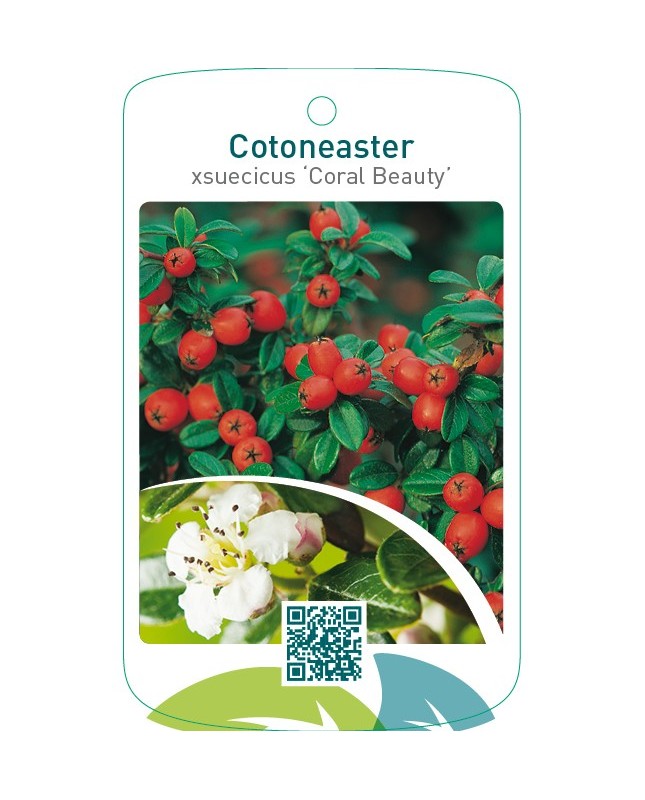 Cotoneaster xsuecicus ‘Coral Beauty’