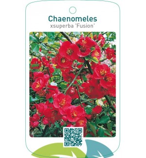 Chaenomeles xsuperba ‘Fusion’