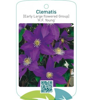 Clematis [Early Large flowered Group] ‘H.F. Young’