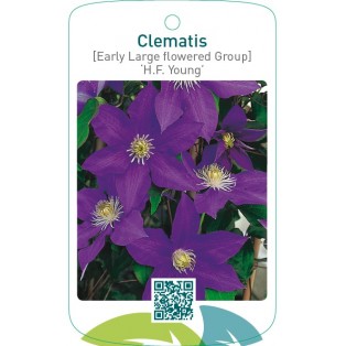Clematis [Early Large flowered Group] ‘H.F. Young’