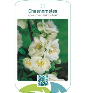 Chaenomeles speciosa ‘Yukigoten’