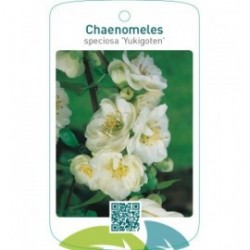 Chaenomeles speciosa ‘Yukigoten’