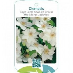 Clematis [Late Large flowered Group] ‘Mrs George Jackman’  *