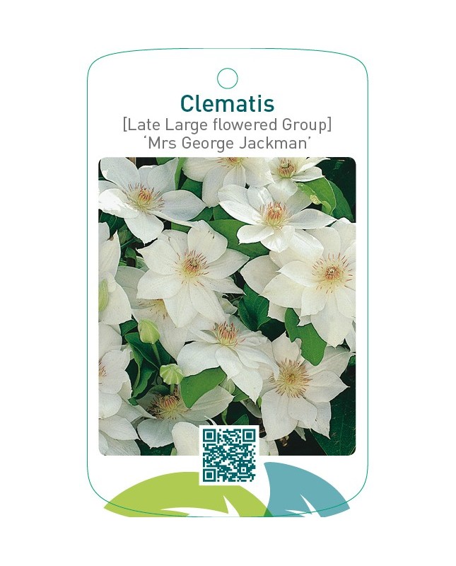 Clematis [Late Large flowered Group] ‘Mrs George Jackman’  *