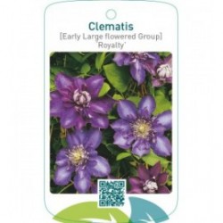 Clematis [Early Large flowered Group] ‘Royalty’