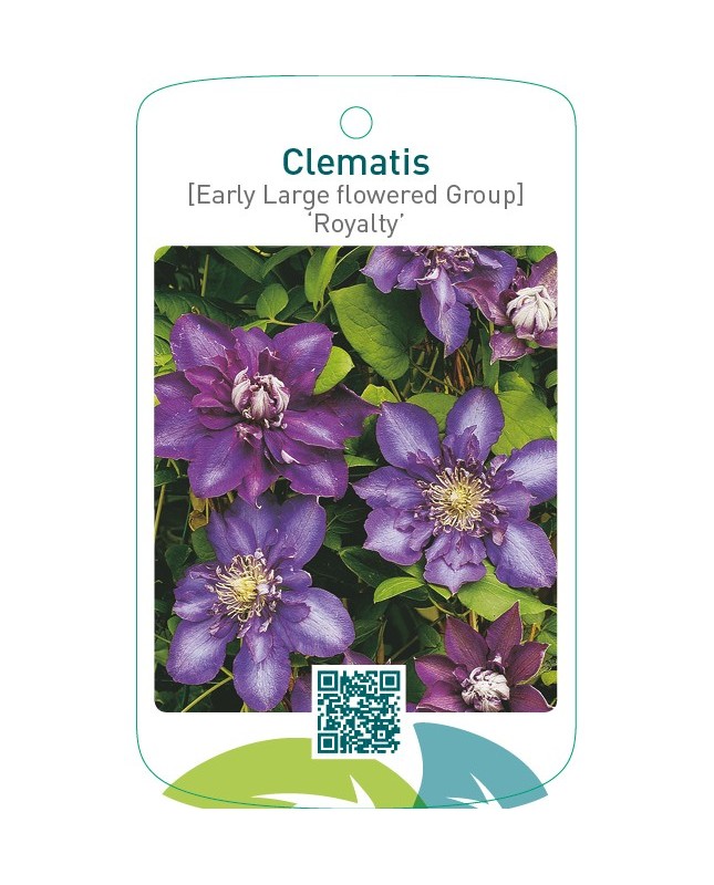 Clematis [Early Large flowered Group] ‘Royalty’