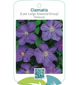 Clematis [Late Large flowered Group] ‘Victoria’