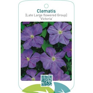 Clematis [Late Large flowered Group] ‘Victoria’