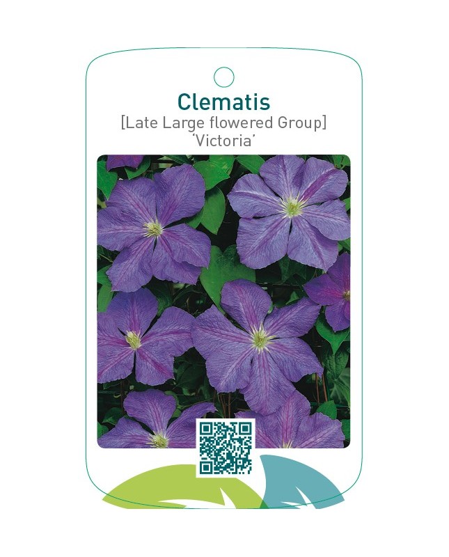Clematis [Late Large flowered Group] ‘Victoria’