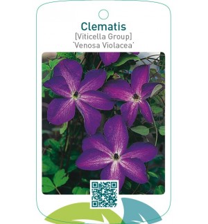 Clematis [Viticella Group] ‘Venosa Violacea’