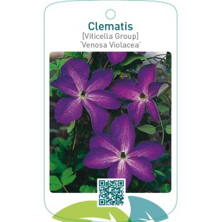 Clematis [Viticella Group] ‘Venosa Violacea’