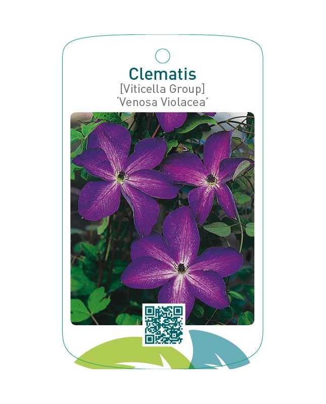 Clematis [Viticella Group] ‘Venosa Violacea’