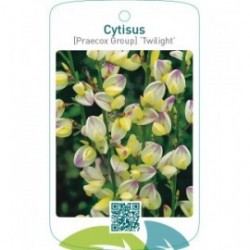 Cytisus [Preacox Group] ‘Twilight’