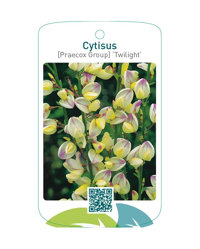 Cytisus [Preacox Group] ‘Twilight’