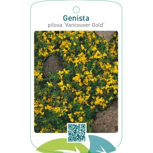 Genista pilosa ‘Vancouver Gold’