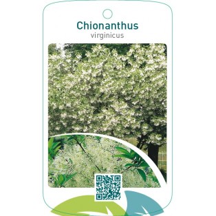 Chionanthus virginicus