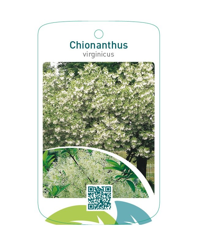 Chionanthus virginicus