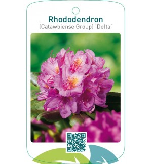 Rhododendron [Catawbiense Group] ‘Delta’