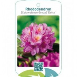 Rhododendron [Catawbiense Group] ‘Delta’