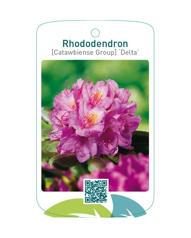 Rhododendron [Catawbiense Group] ‘Delta’