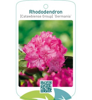 Rhododendron [Catawbiense Group] ‘Germania’