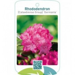 Rhododendron [Catawbiense Group] ‘Germania’