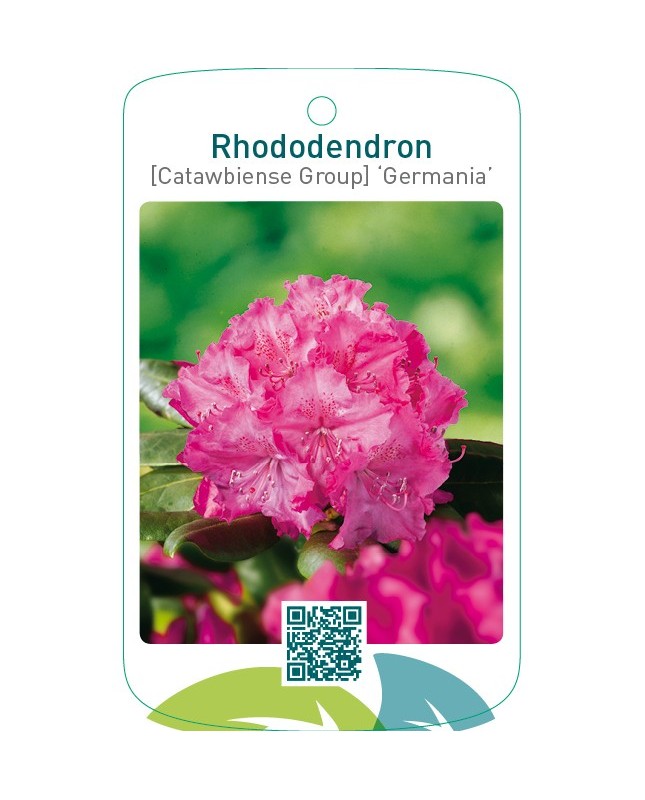 Rhododendron [Catawbiense Group] ‘Germania’