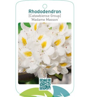 Rhododendron [Catawbiense Group] ‘Madame Masson’