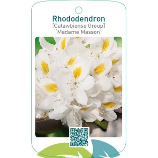 Rhododendron [Catawbiense Group] ‘Madame Masson’