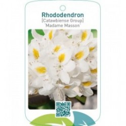 Rhododendron [Catawbiense Group] ‘Madame Masson’
