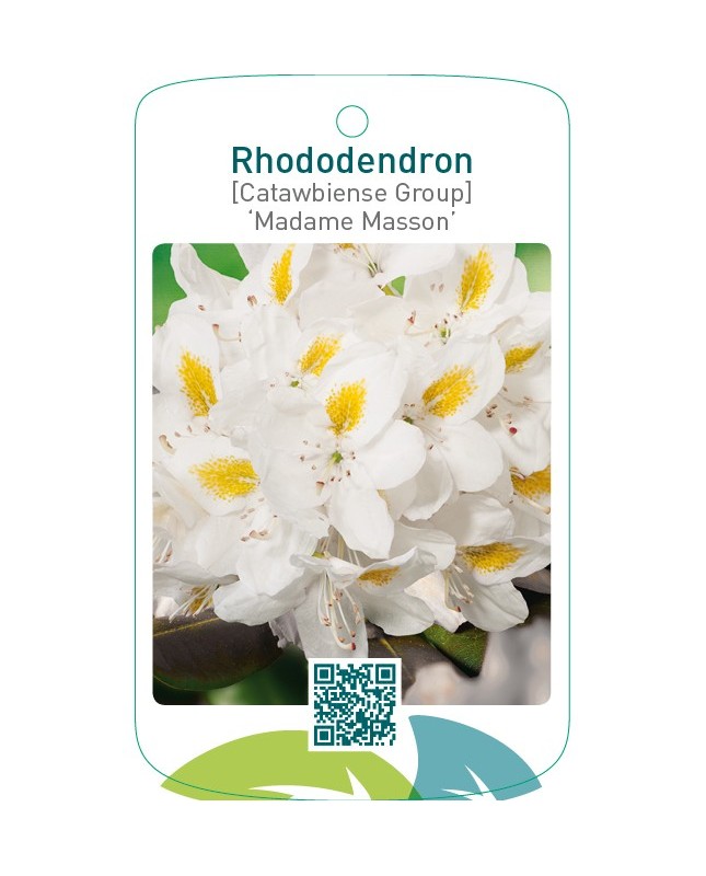 Rhododendron [Catawbiense Group] ‘Madame Masson’