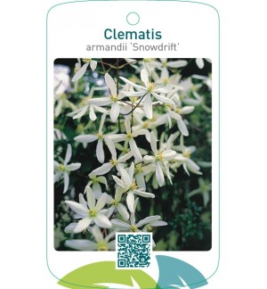 Clematis armandii ‘Snowdrift’