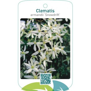 Clematis armandii ‘Snowdrift’