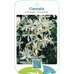 Clematis armandii ‘Snowdrift’