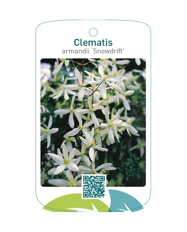 Clematis armandii ‘Snowdrift’
